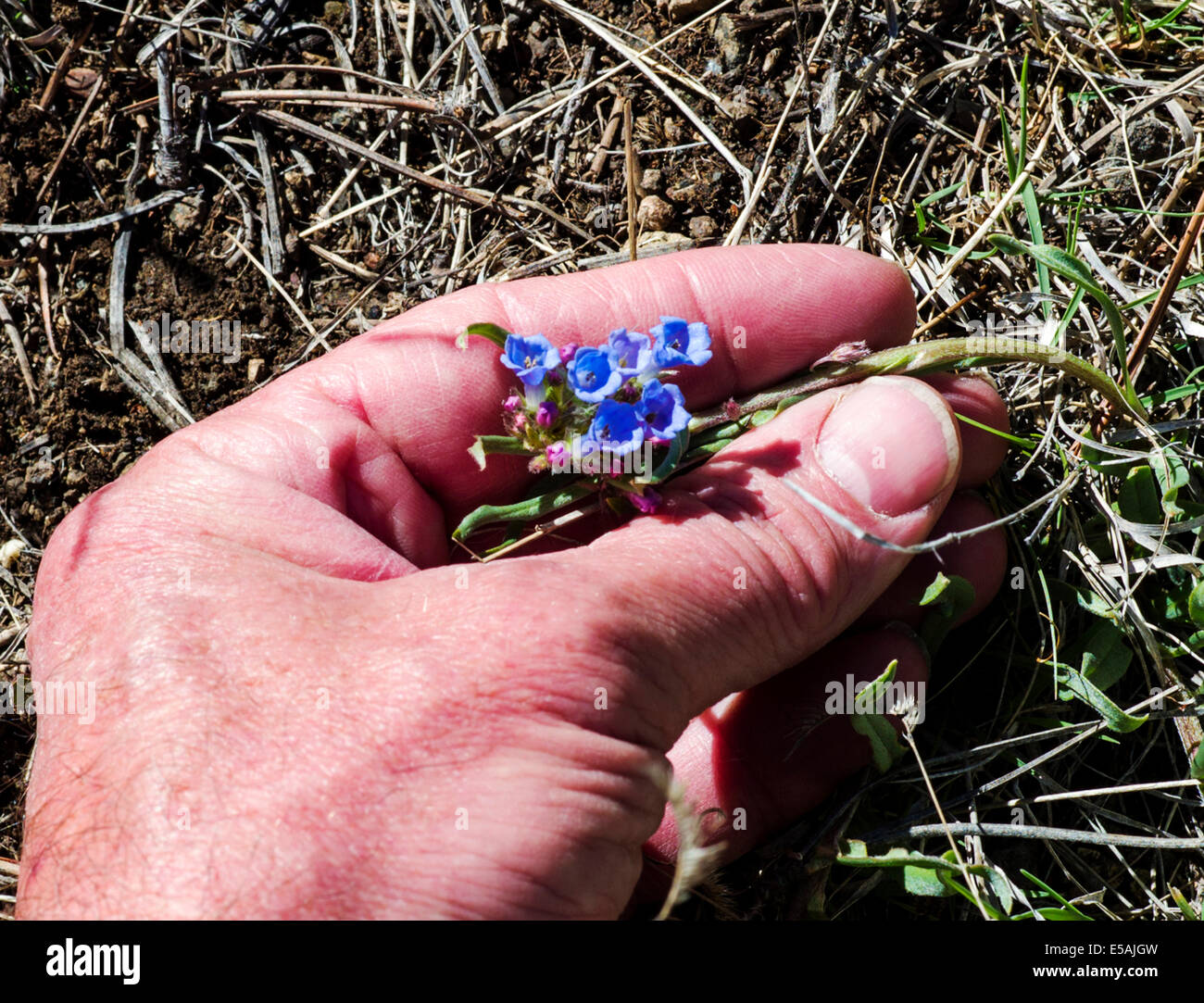 Hand holding Mertensia lanceolata, Foothills Mertensia, Boraginaceae, Borage wildflowers in bloom, Central Colorado, USA Stock Photo