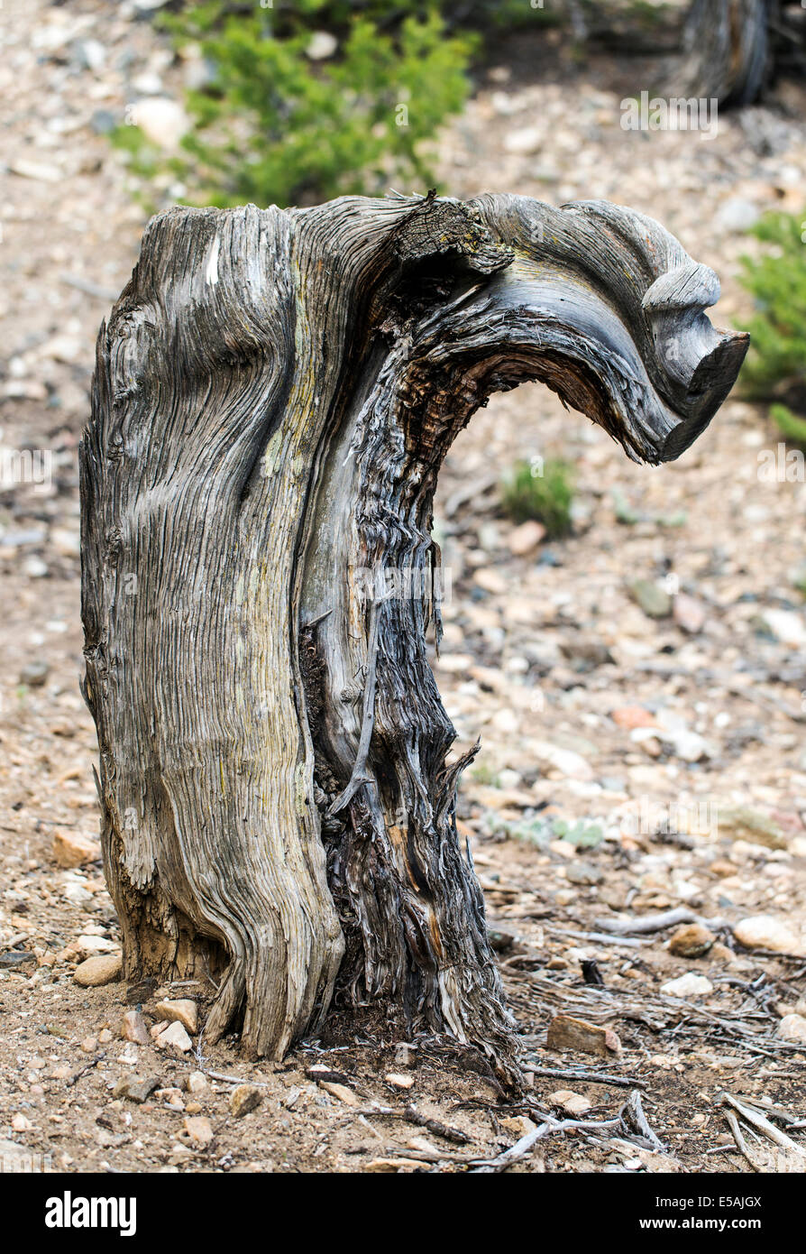 Weathered old stump of pine tree Stock Photo