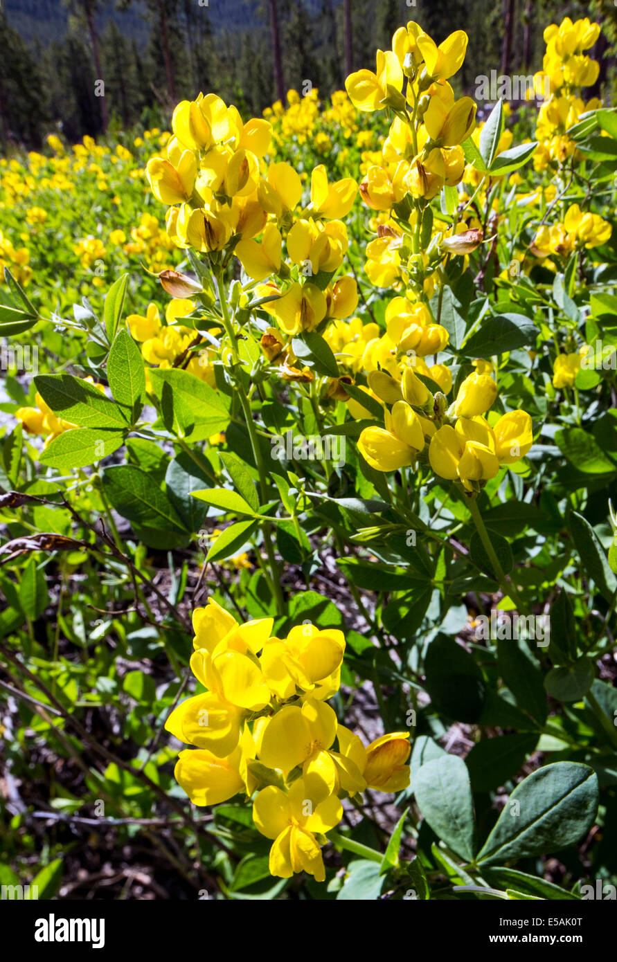 Thermopsis rhombifolia; Golden Banner; Fabaceae; Pea Family; wildflowers in bloom, Central Colorado, USA Stock Photo