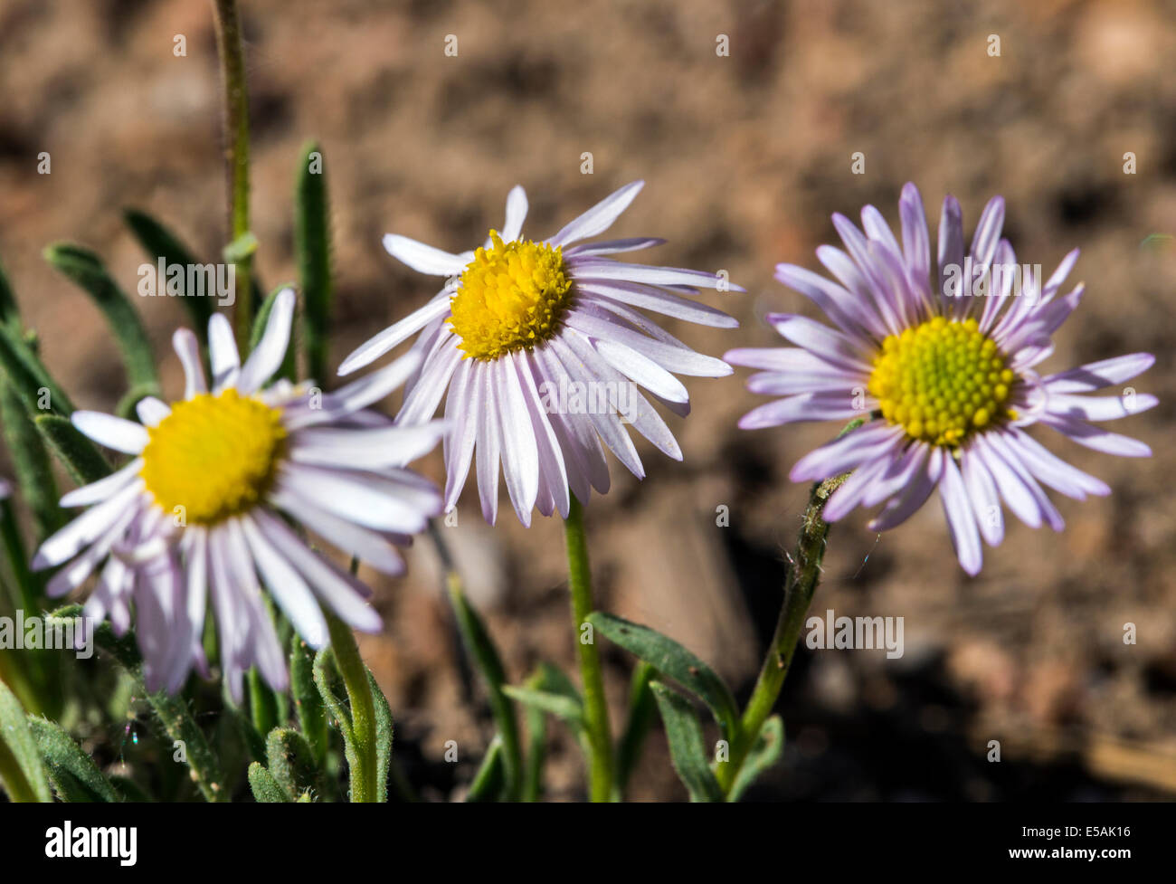 Erigeron flagellaris; Whiplash Daisy; Trailing Fleabane; Whiplash Erigeron; Asteraceae; Sunflower Family; wildflowers in bloom Stock Photo