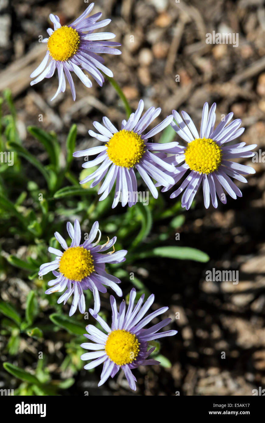 Erigeron flagellaris; Whiplash Daisy; Trailing Fleabane; Whiplash Erigeron; Asteraceae; Sunflower Family; wildflowers in bloom Stock Photo