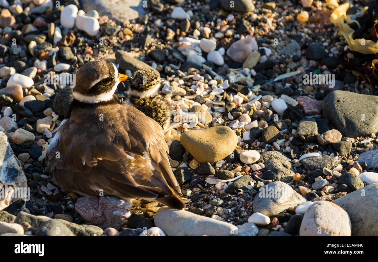 A Ringed Plover and a Chick by their nest at the North Antrim Coast ...