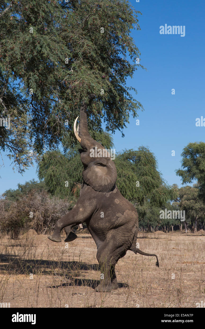 African Elephant bull on his back legs Stock Photo