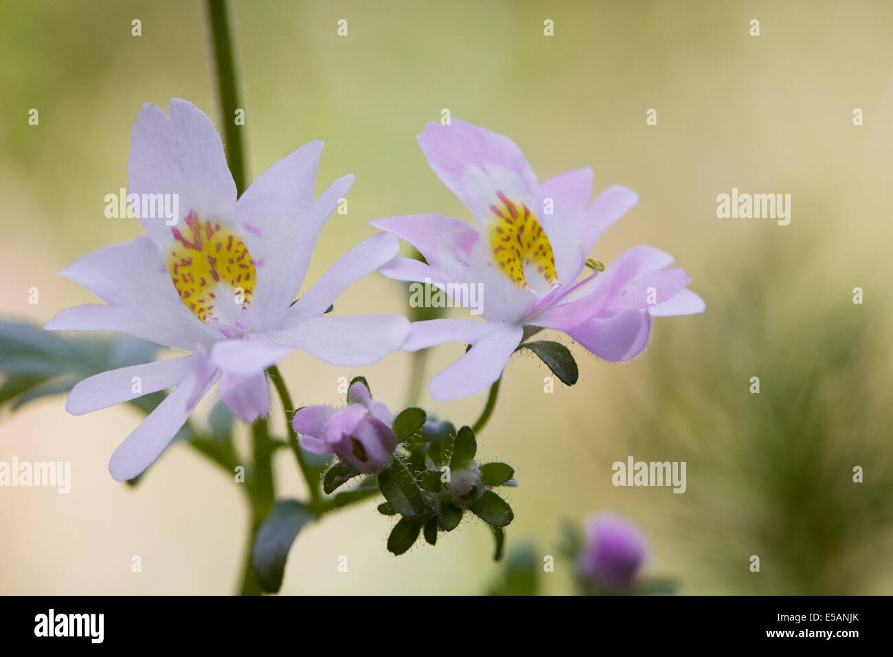 Schizanthus x wisetonensis, 'Dr. Badger'. Butterfly flower. Stock Photo