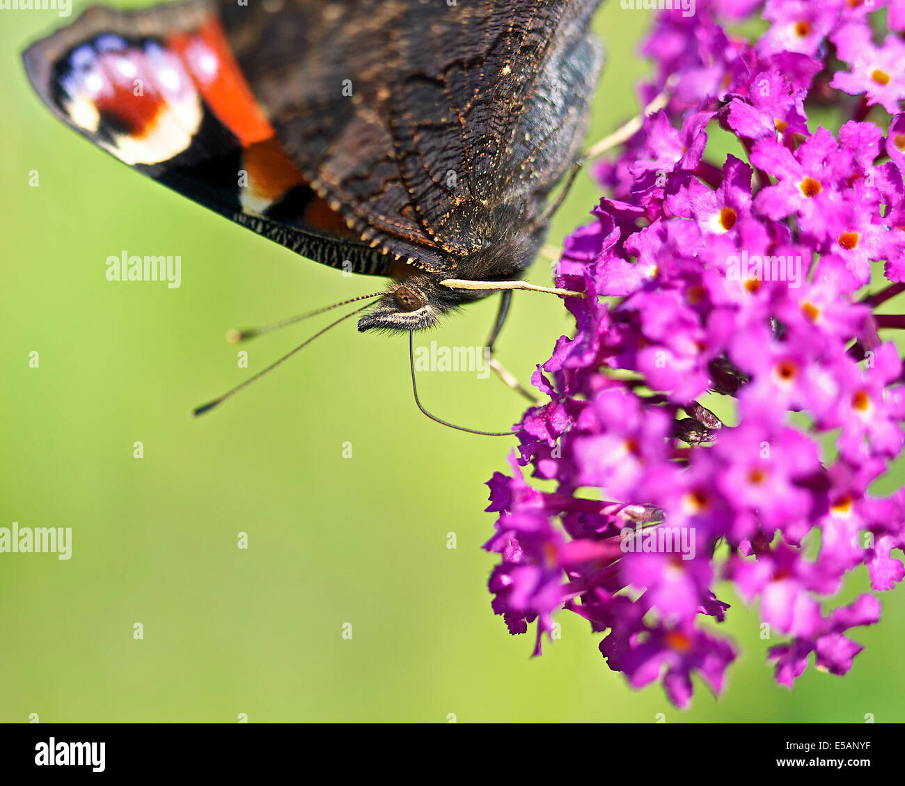 peacock butterfly on buddleia Stock Photo - Alamy
