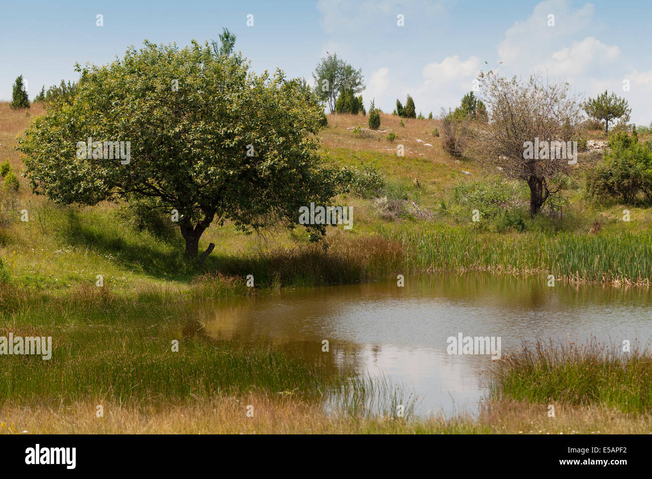 Park landscape design hi-res stock photography and images - Alamy
