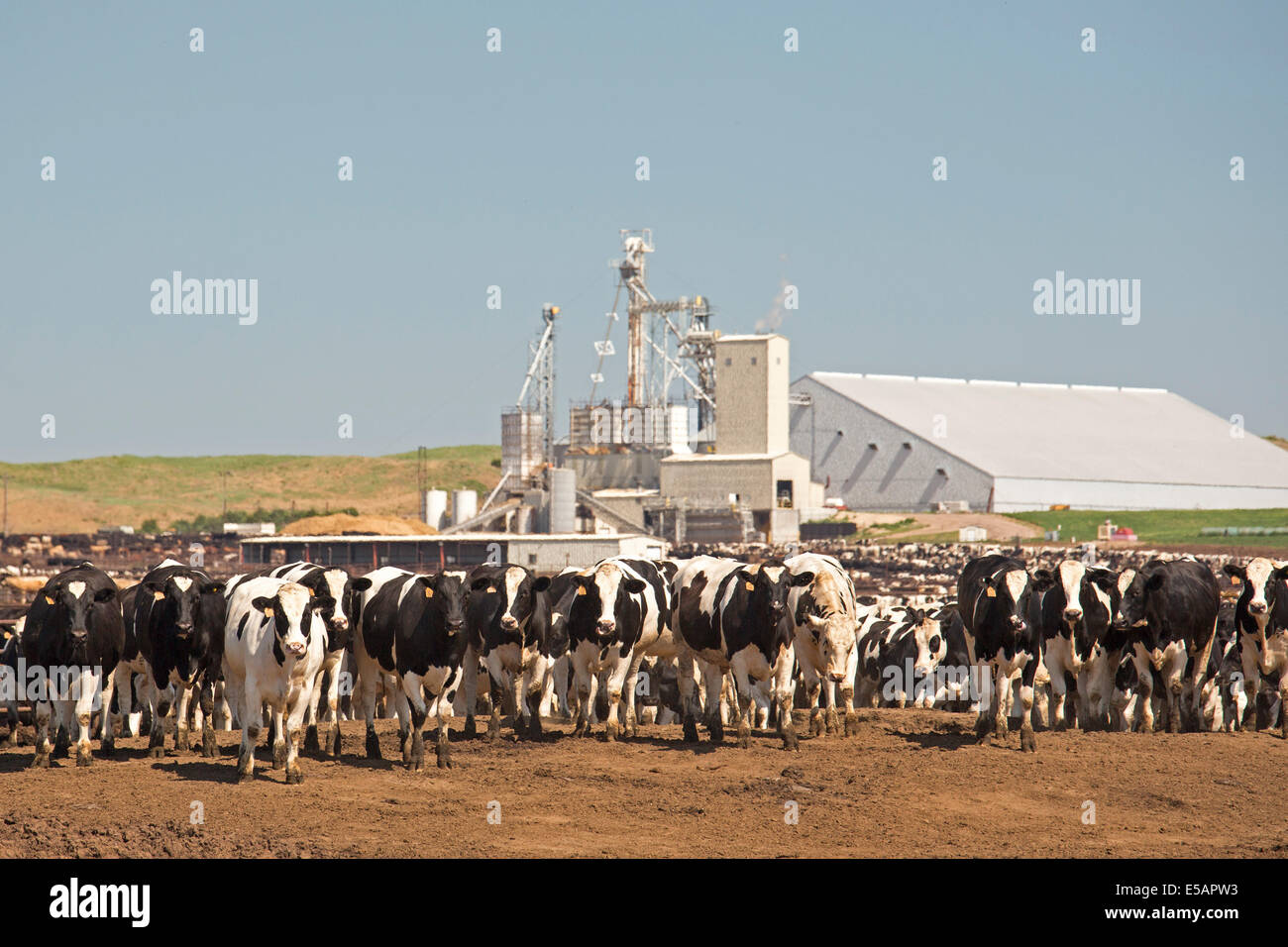 North Platte, Nebraska The North Platte Livestock Feeders feedlot