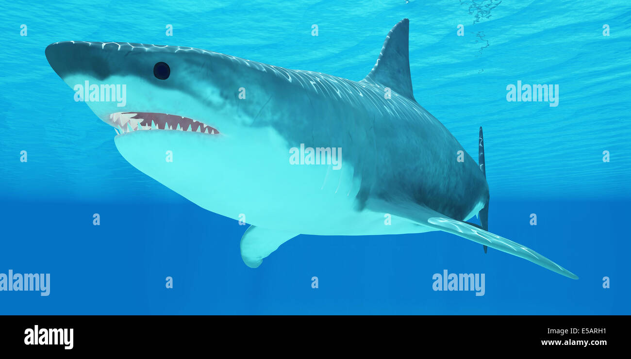 The Great White Shark is an apex-predator and has several sets of teeth which replace themselves continuously. Stock Photo