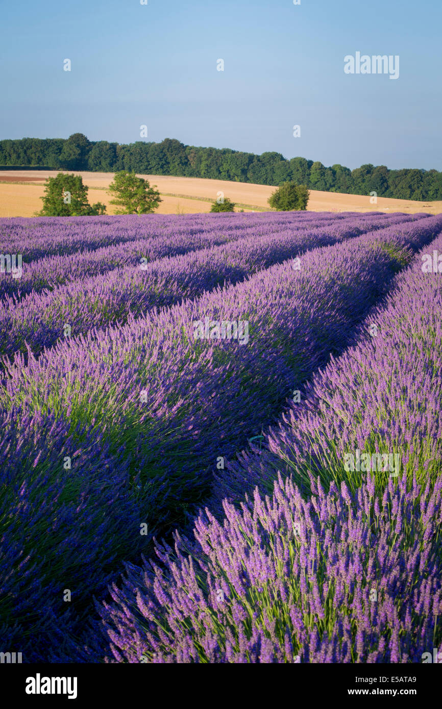 Rows of lavender near Snowshill, the Cotswolds, Gloucestershire, England Stock Photo