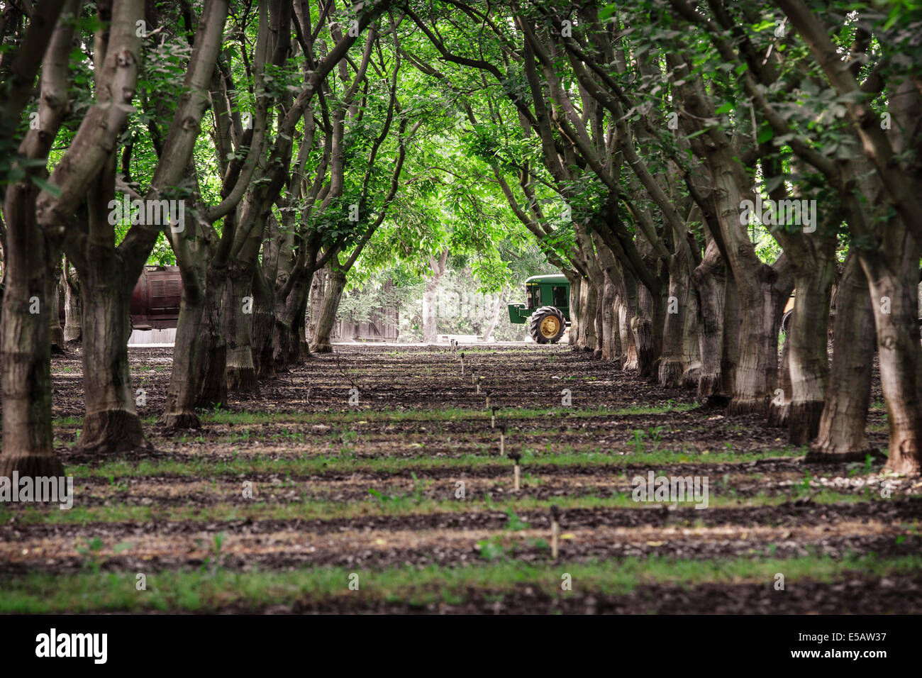 Tractor wheel at the end of a row of apple trees in an apple orchard in
