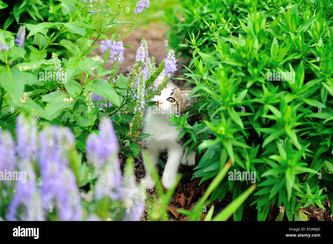 Cat outdoors in the garden hi-res stock photography and images - Alamy