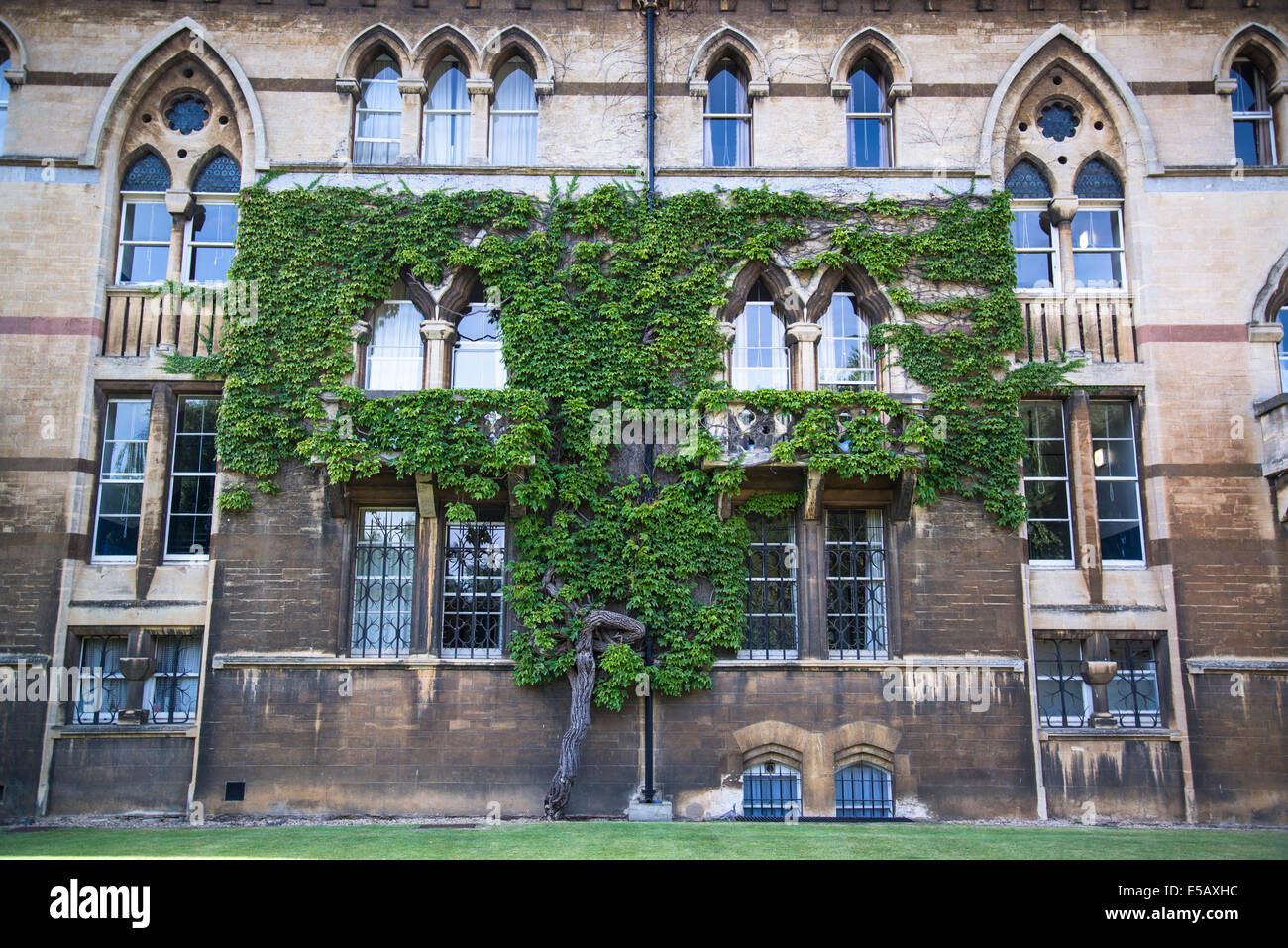 Ivy tree on house, Christ Church College, Oxford, England, UK Stock Photo