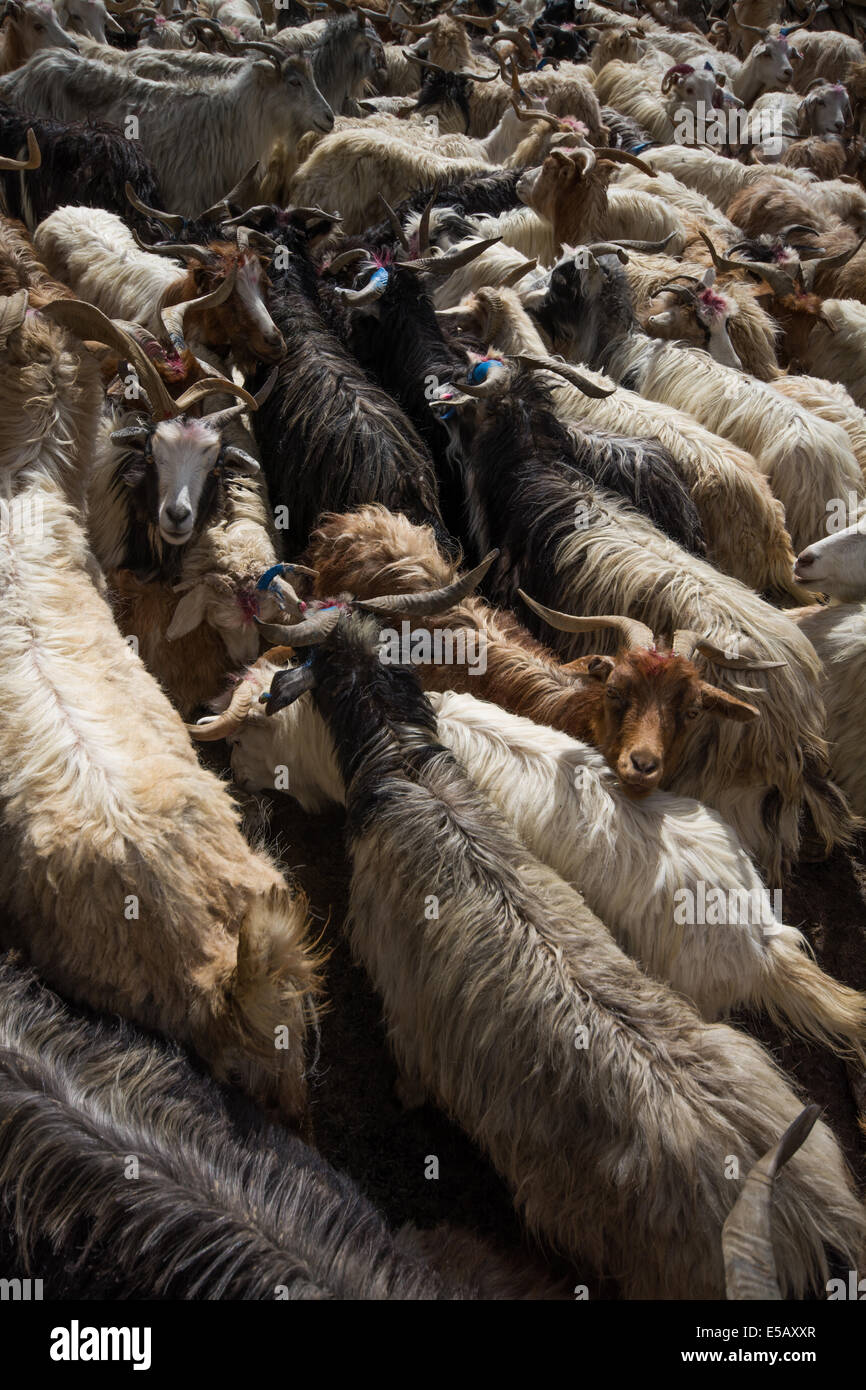 A herd of goats tightly packed together awaiting milking.  Viewed from above. They belong to a family of Changpo nomads.  Ladakh, India. Stock Photo