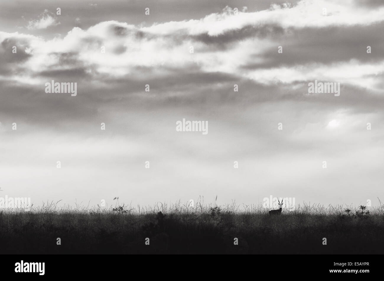 Black Buck in Grassland Stock Photo