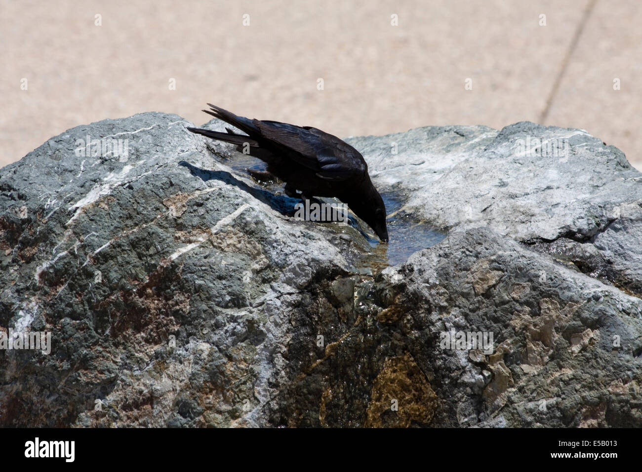 A crow taking a drink of water from a stone fountain in Monterey, California Stock Photo