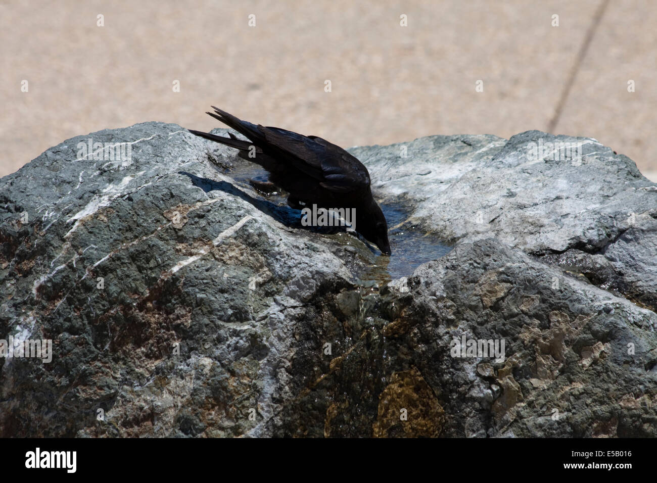 A crow taking a drink of water from a stone fountain in Monterey, California Stock Photo