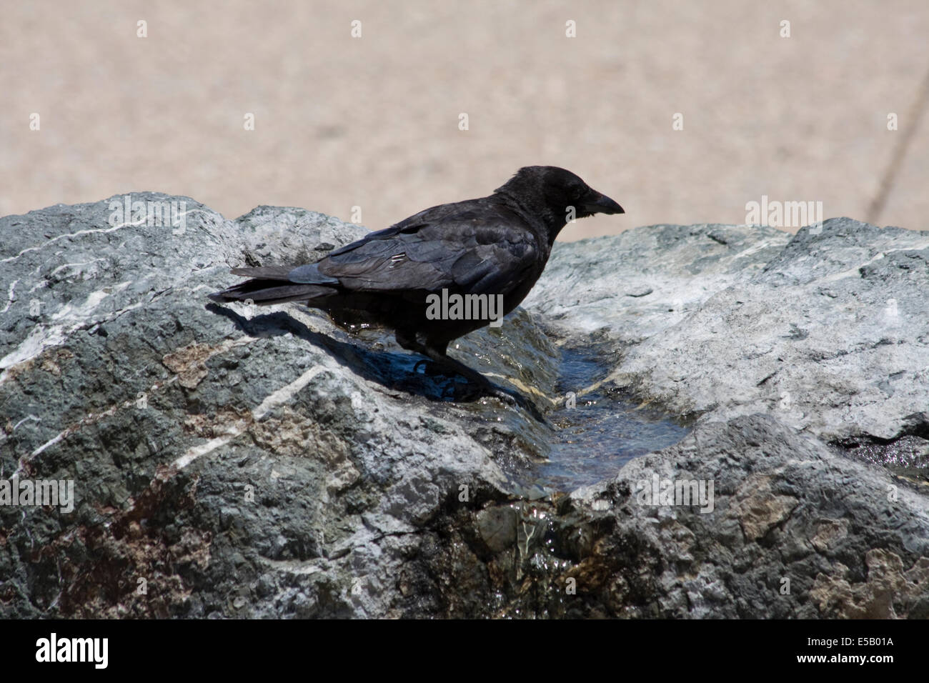 A crow taking a drink of water from a stone fountain in Monterey, California Stock Photo