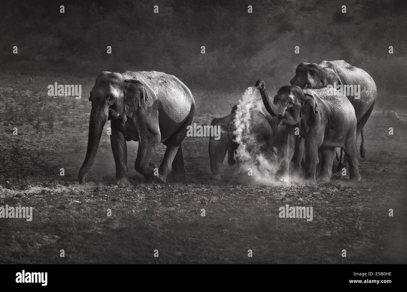 Asian Elephants Dust Bath Stock Photo