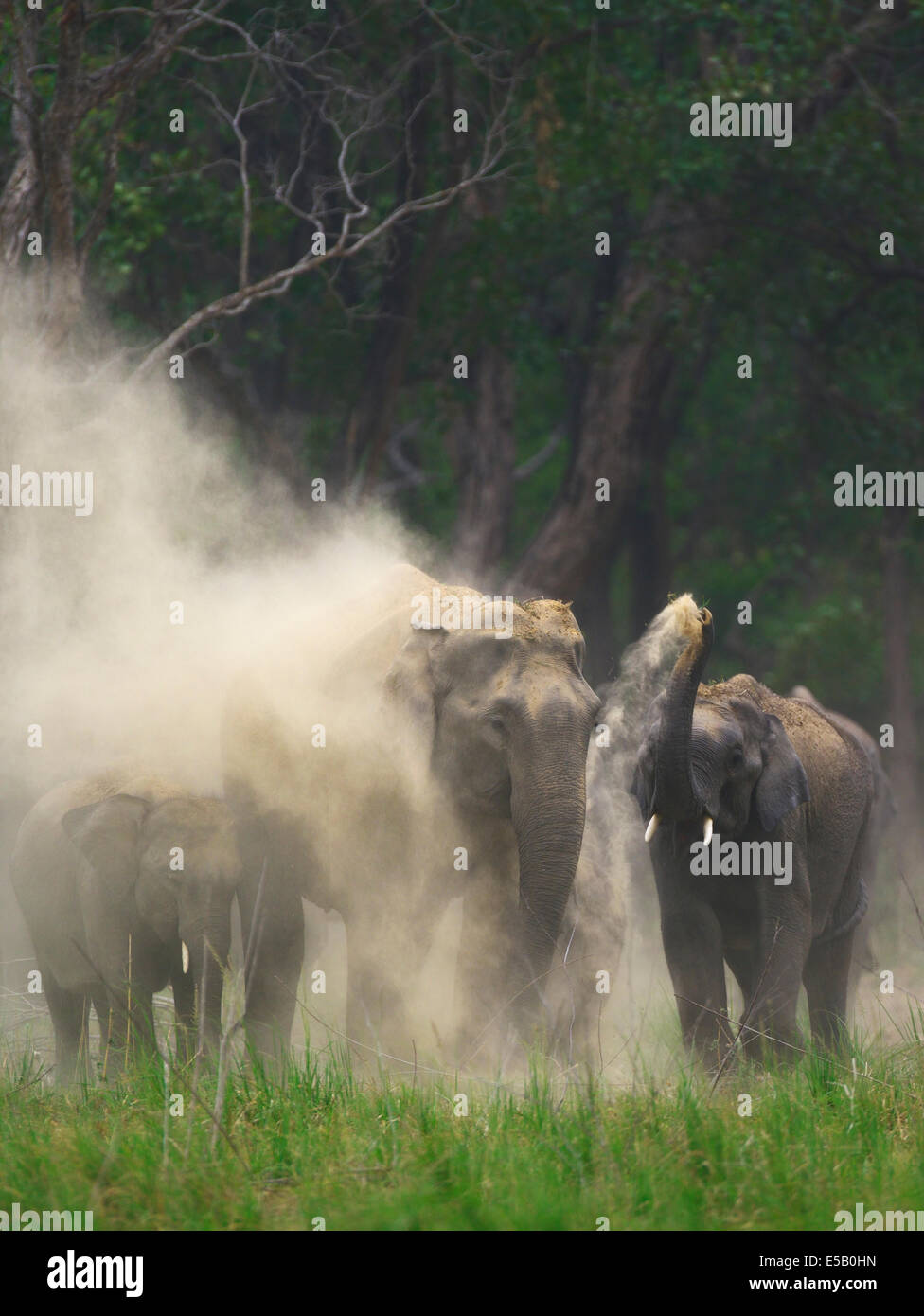 Elephants Dust Bath Stock Photo Alamy