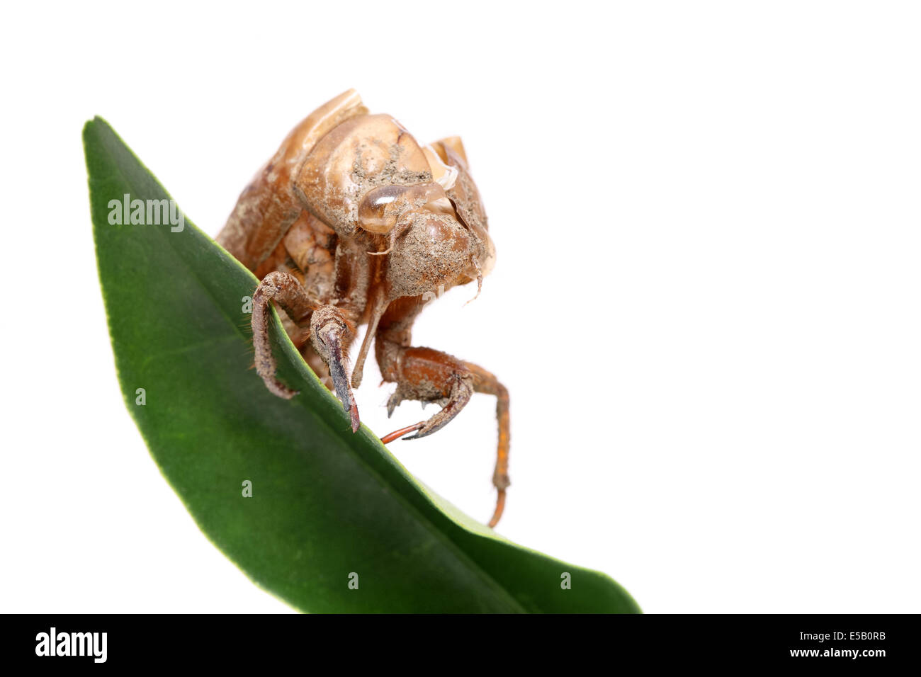 close up of cicada slough on white background Stock Photo