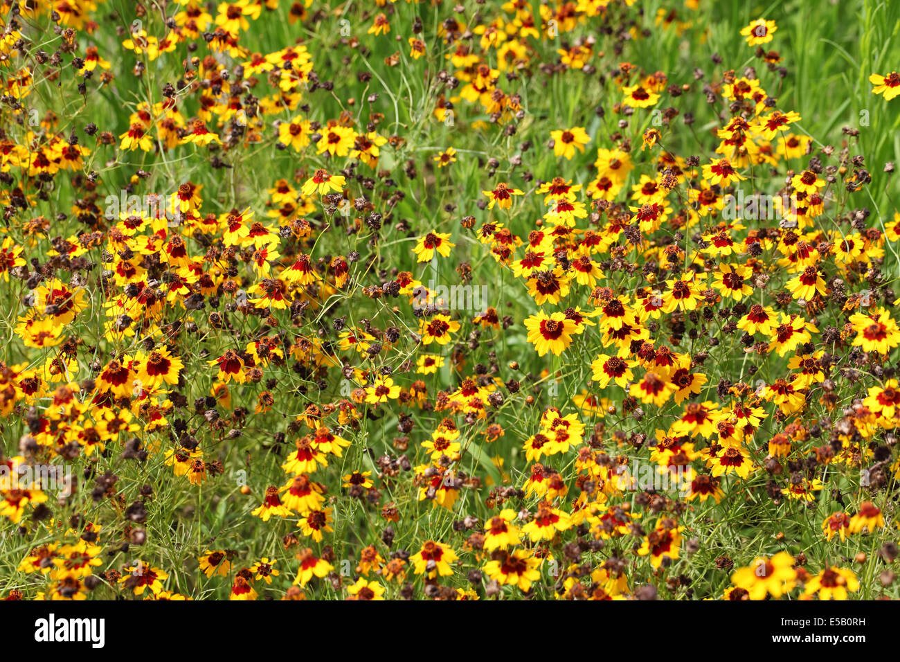 Fading color hires stock photography and images Alamy