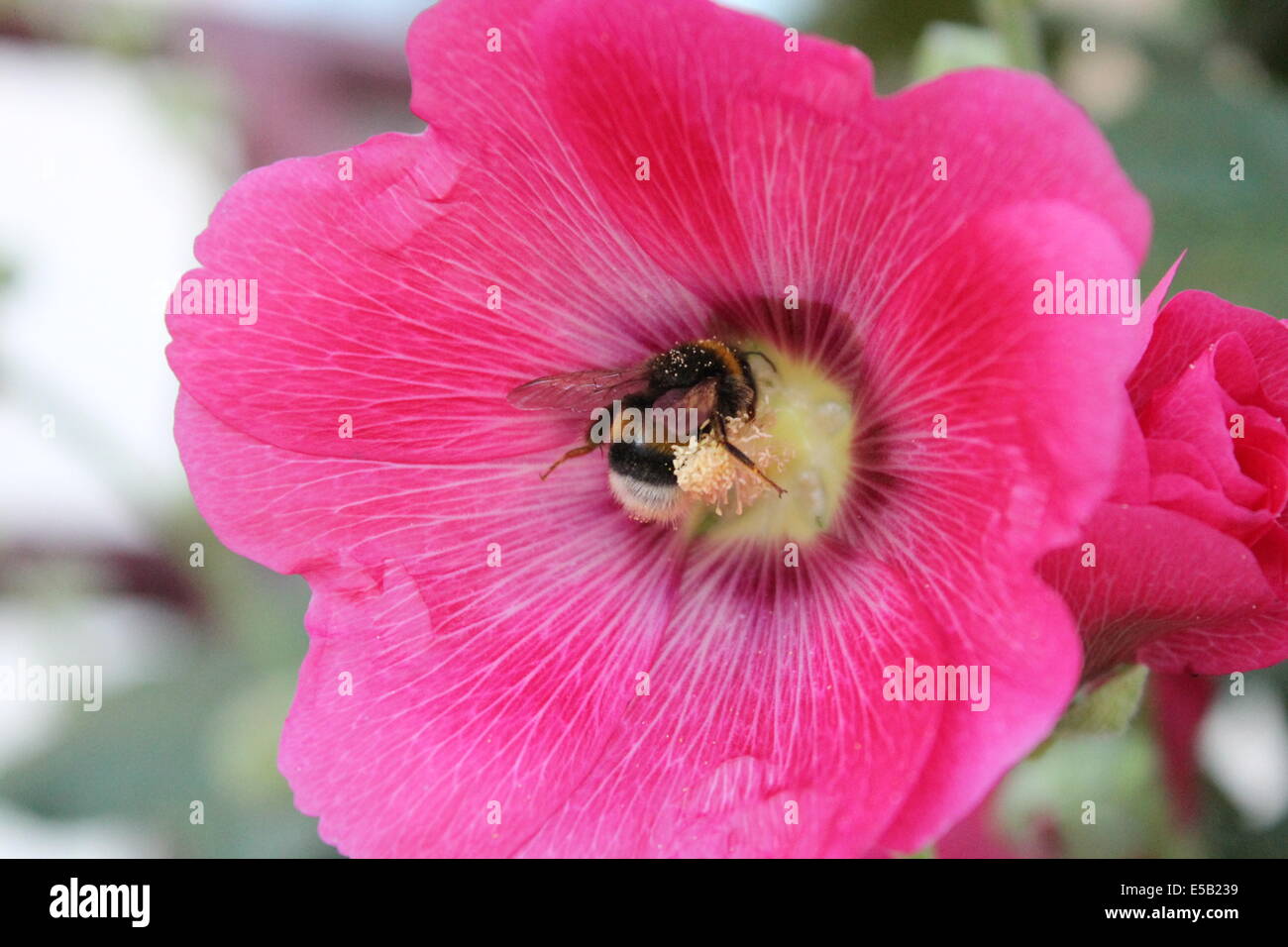 beautiful pink aroma pink  mallow in bloom with big bumblebee hold pollen in core Stock Photo