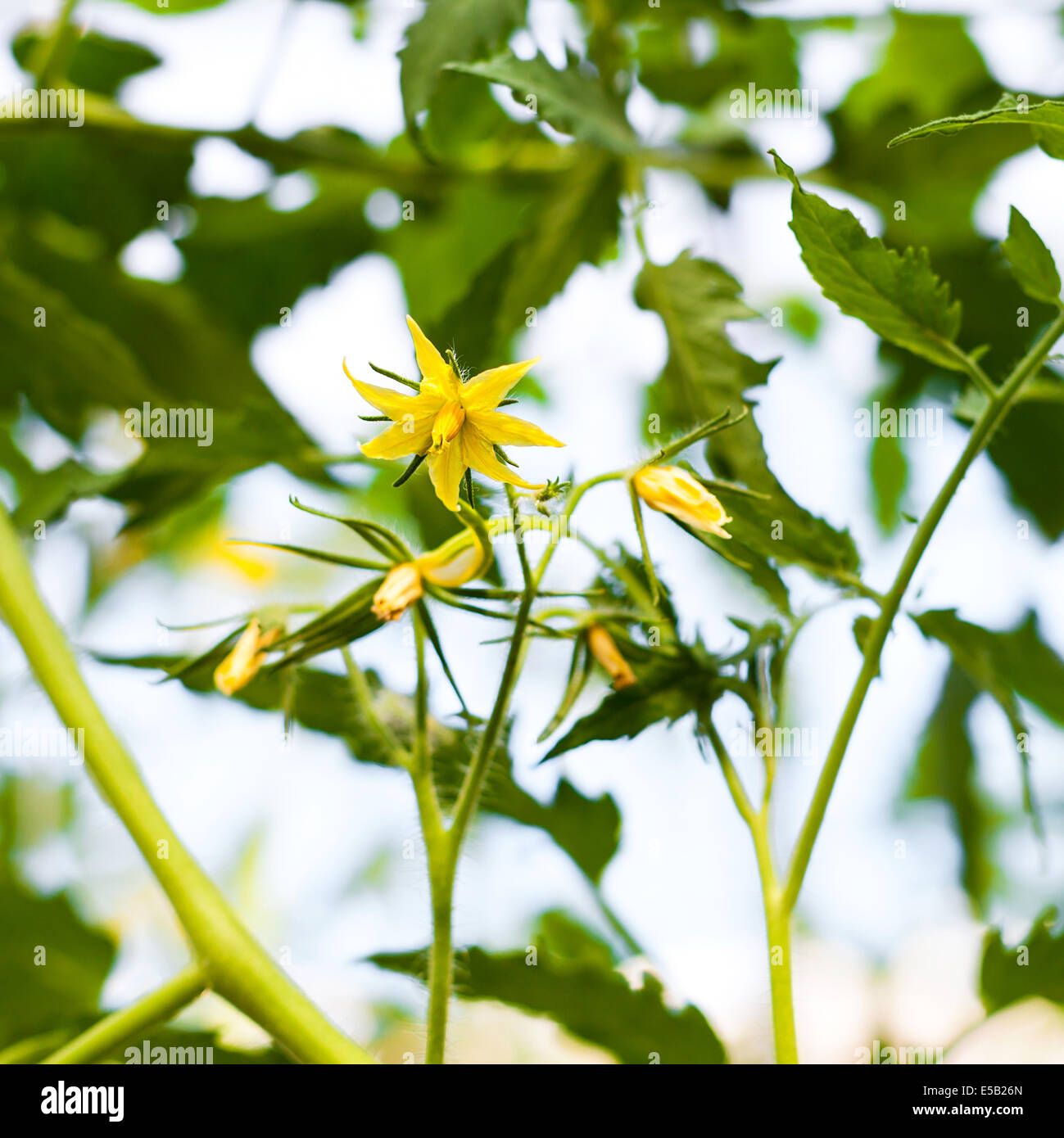 Flower of tomatoes growing on beds in the garden, closeup Stock Photo
