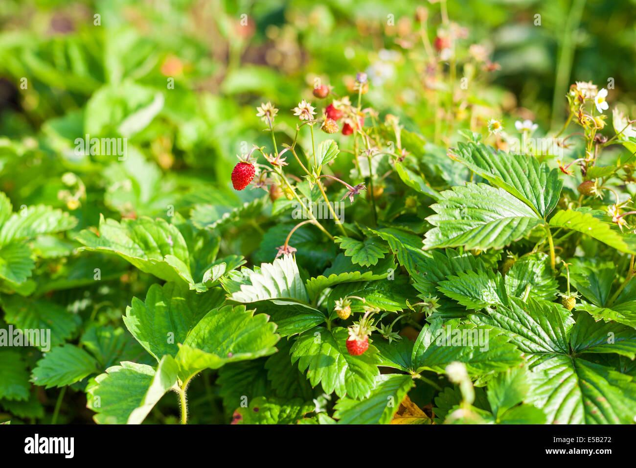 Wild strawberry leaf hi-res stock photography and images - Alamy