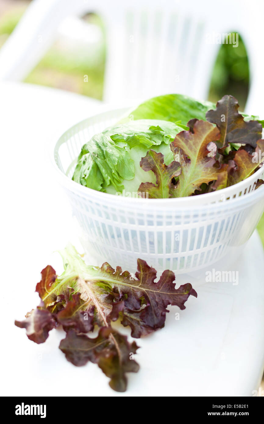 Salad spinner, also known as a salad tosser, kitchen tool used to wash and  remove excess water from mint Stock Photo - Alamy