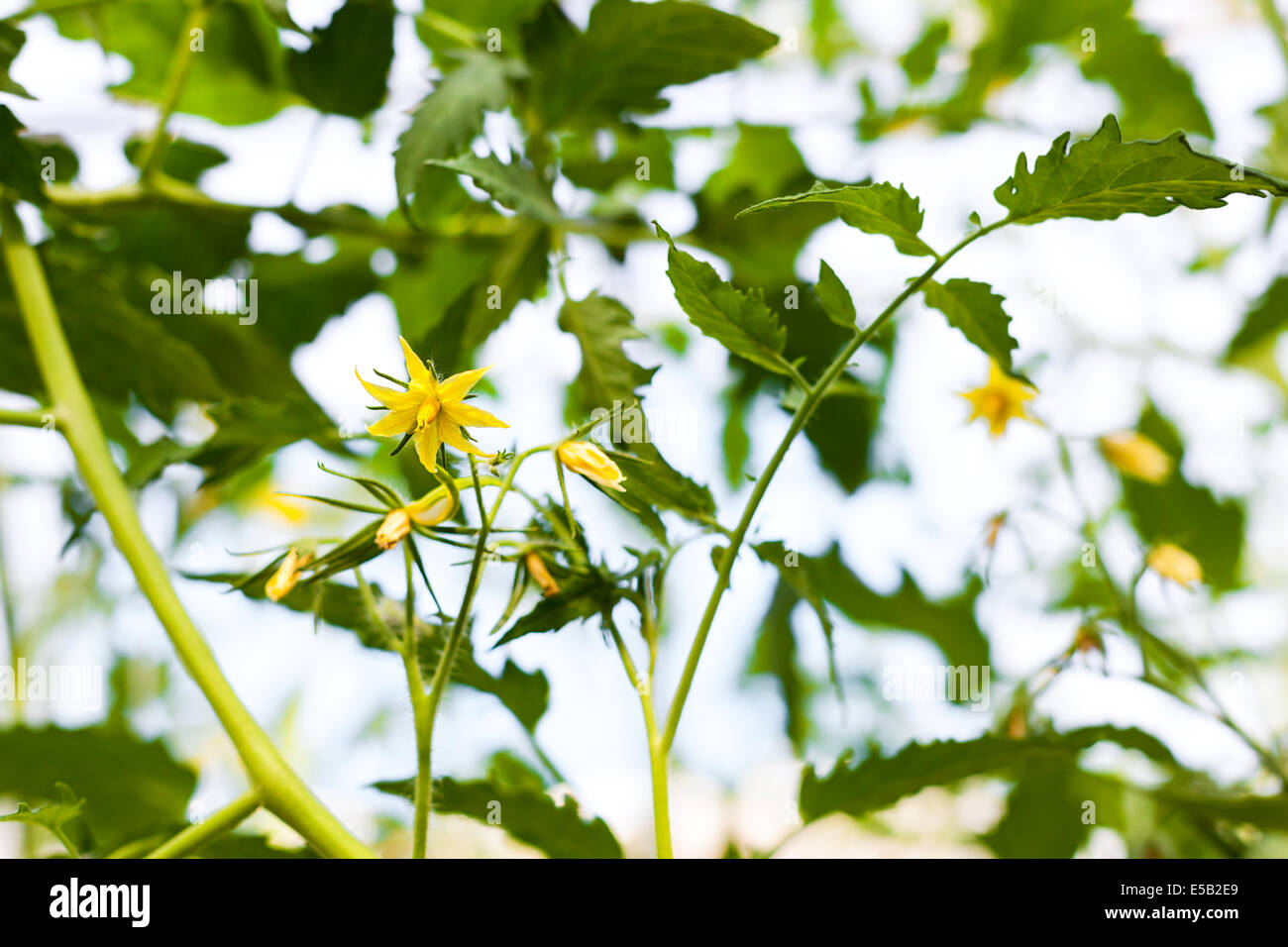 Flower of tomatoes growing on beds in the garden, closeup Stock Photo