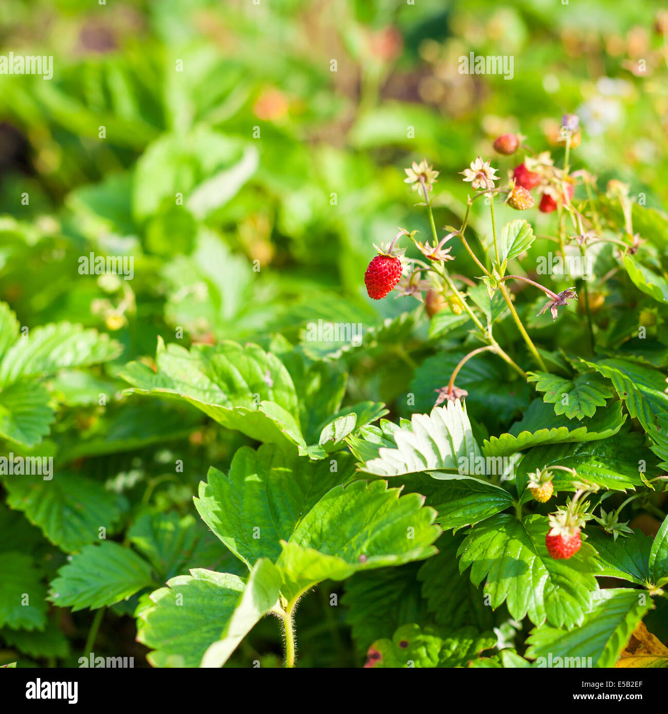 Wild strawberry in the garden, closeup Stock Photo - Alamy