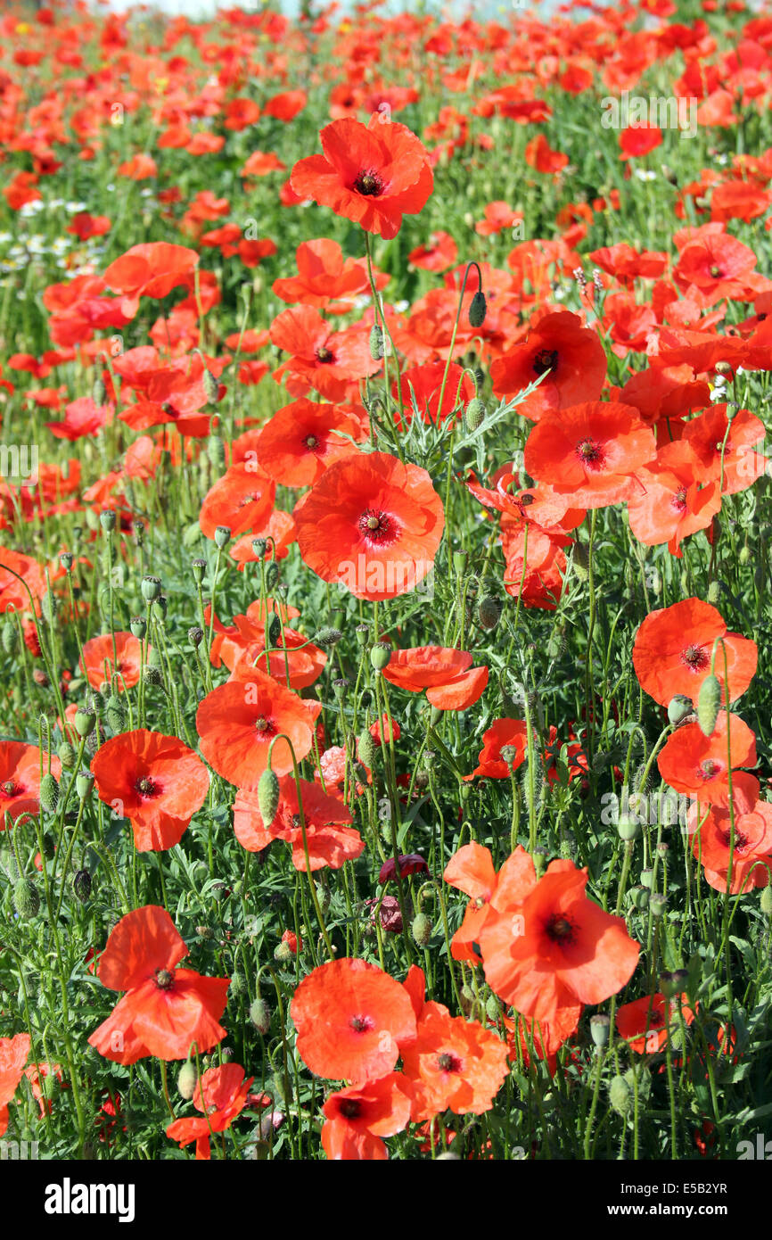 Common or Field Poppies Papaver rhoeas Stock Photo