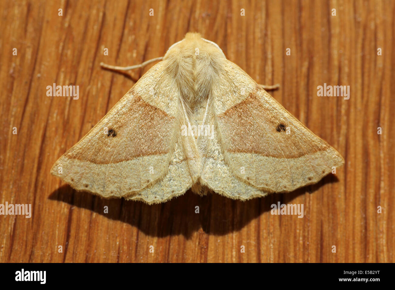 Scalloped Oak Moth Crocallis elinguaria Stock Photo