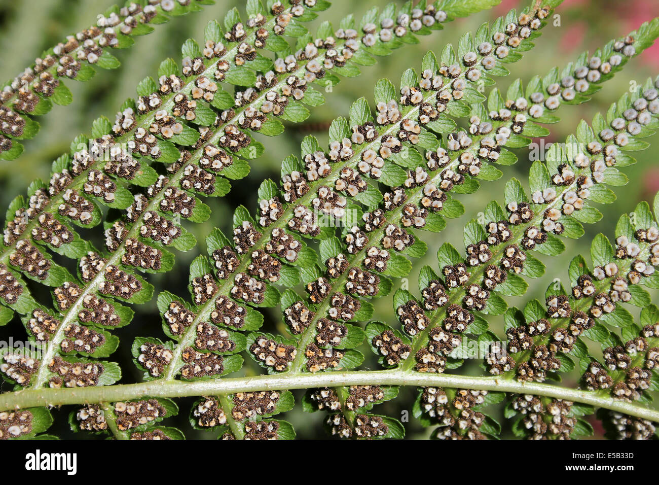 Male-fern sporangia Dryopteris filix-mas Stock Photo