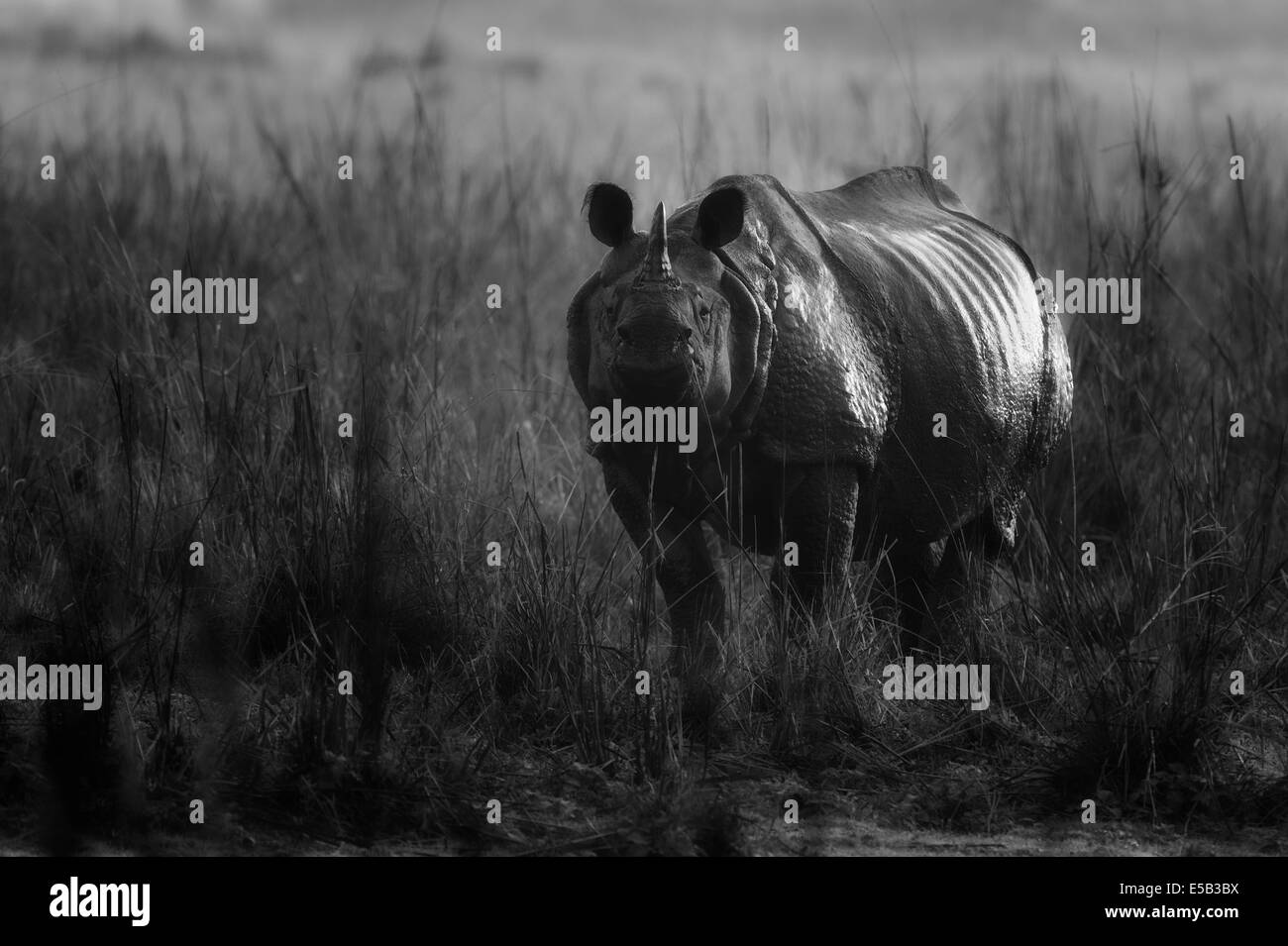 Indian One Horned Rhino Stock Photo