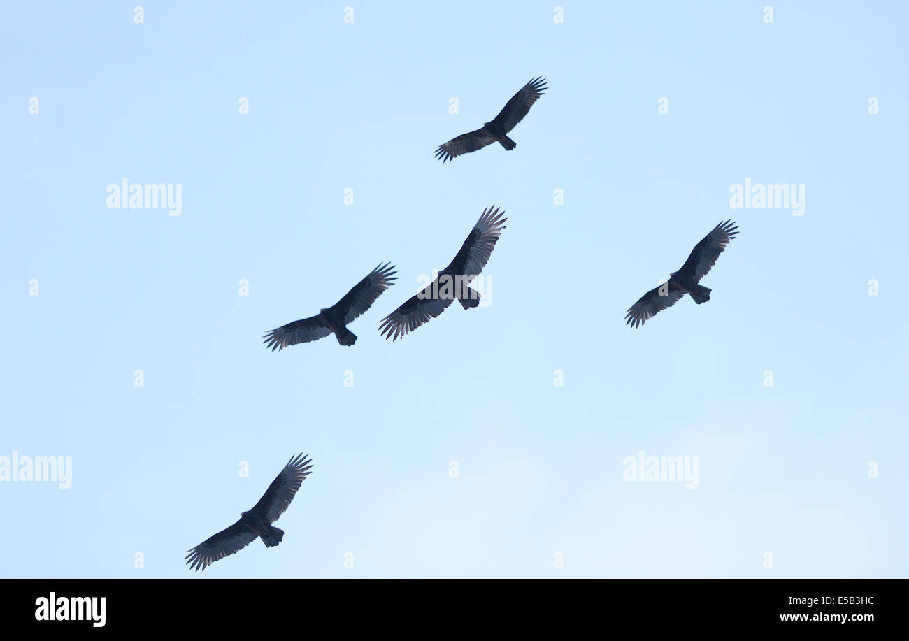 Black vultures (Coragyps atratus) in flight above the beach at Tortuguero. Ther are looking for turtle eggs.Tortuguero National Stock Photo