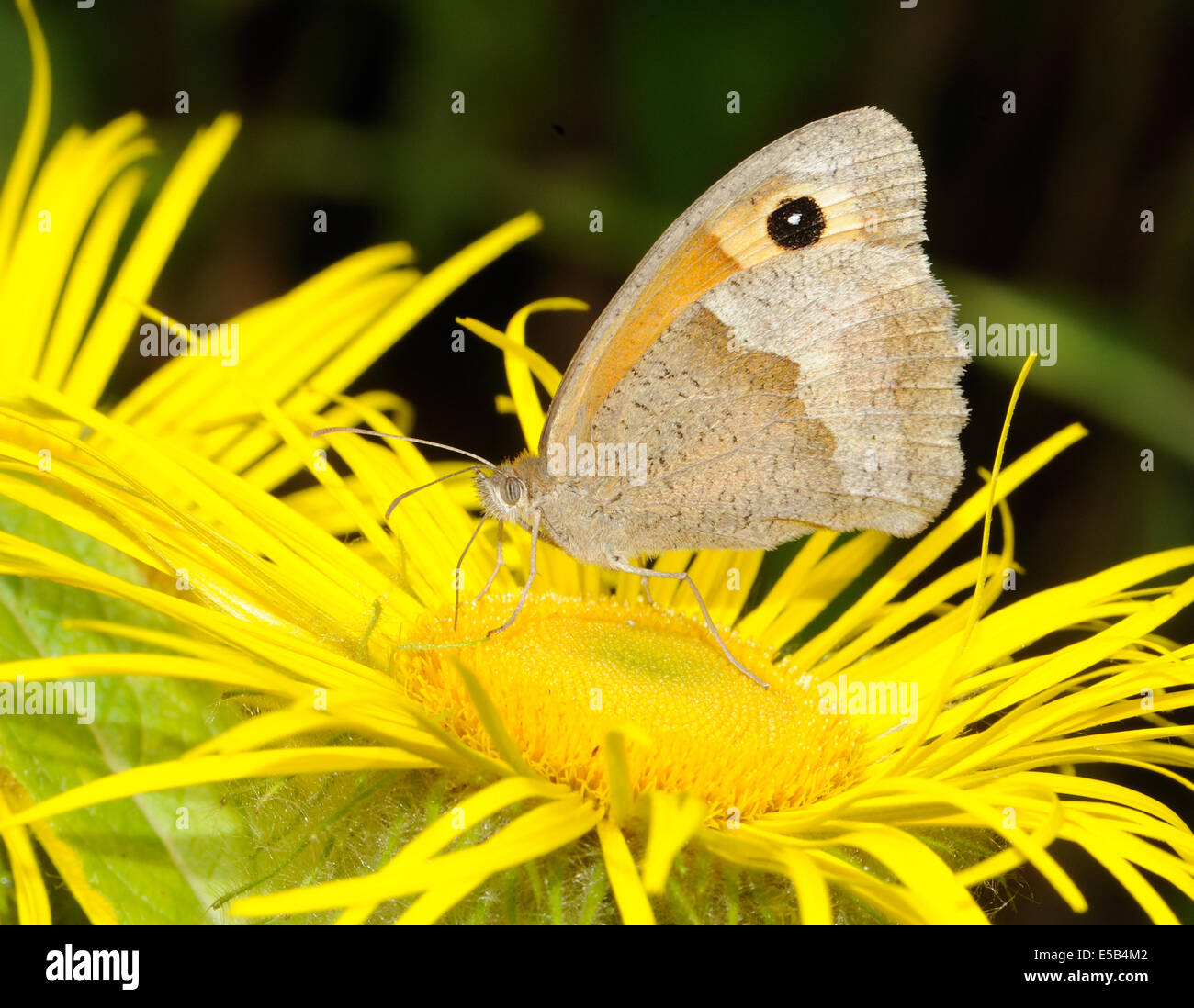 A Meadow Brown butterfly (Maniola jurtina) with closed wings showing the brown underside feeds on a yellow Inula hookeri flower. Bedgebury Forest, Ken Stock Photo