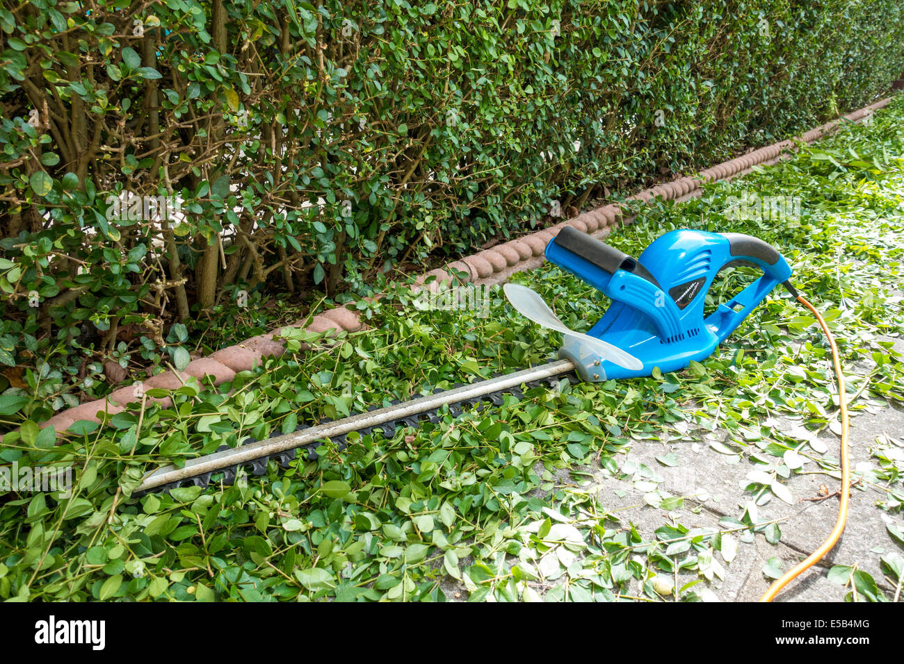 Hedge trimmings below a newly trimmed privet hedge in an urban front garden with electric hedge trimmer Stock Photo