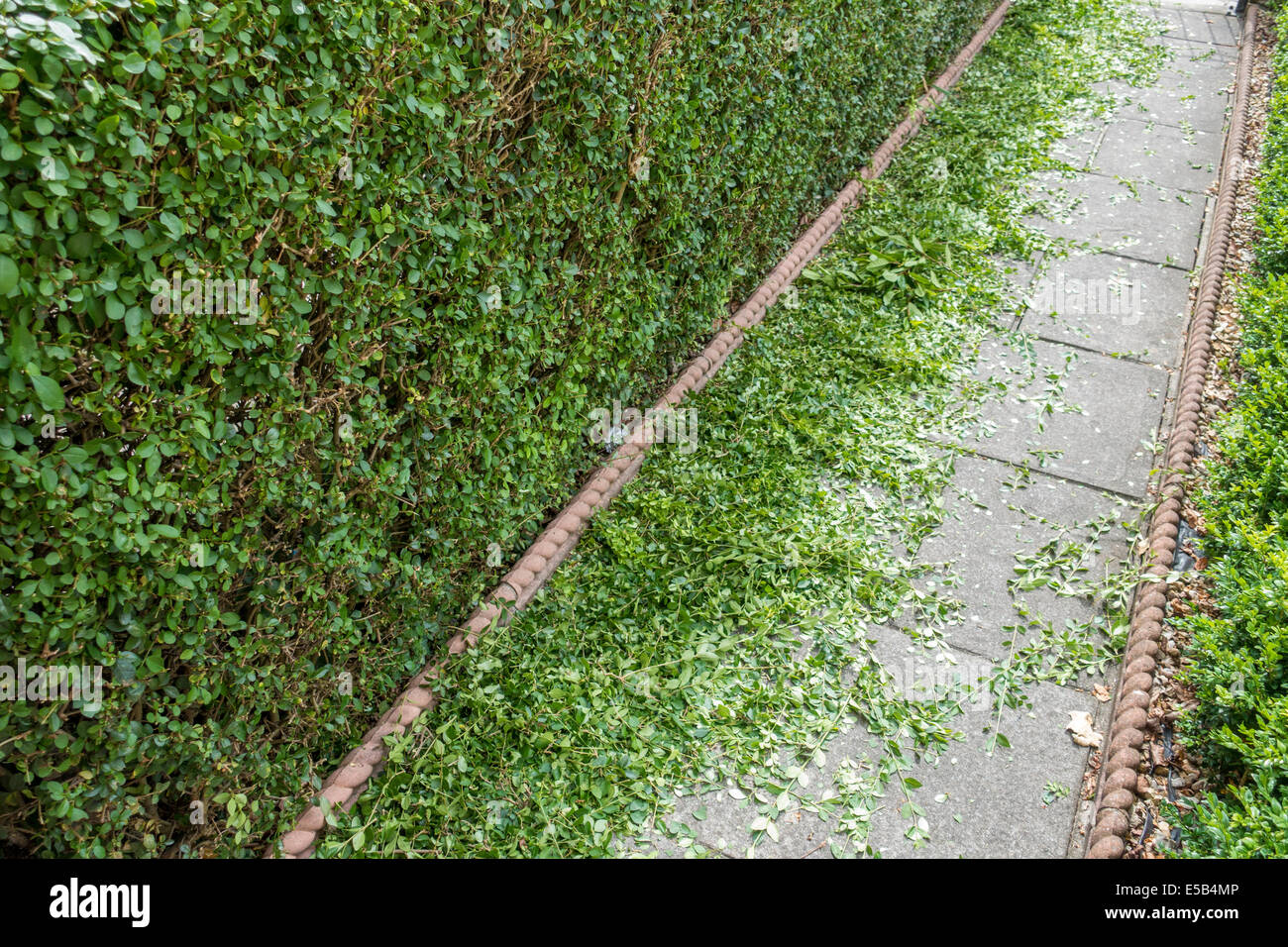 Hedge trimmings below a newly trimmed privet hedge in an urban front garden with electric hedge trimmer Stock Photo