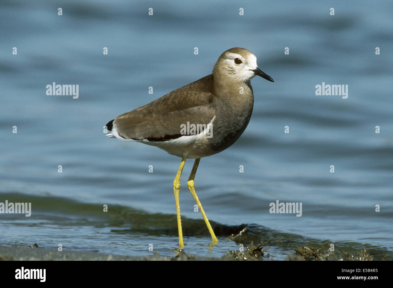 White-tailed Lapwing - Vanellus leucurus Stock Photo - Alamy