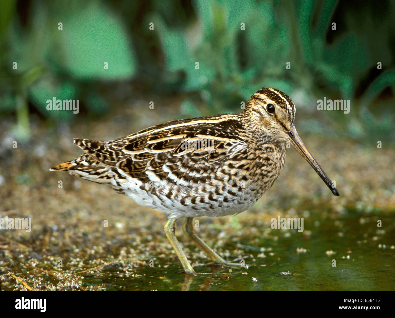 Great Snipe Gallinago media Stock Photo