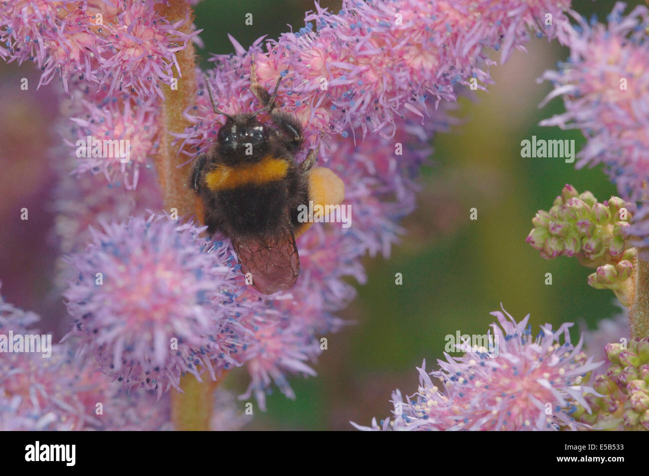 Buff-Tailed Bumble Bee (Bombus terrestris) On Astilbe Flowers Stock Photo