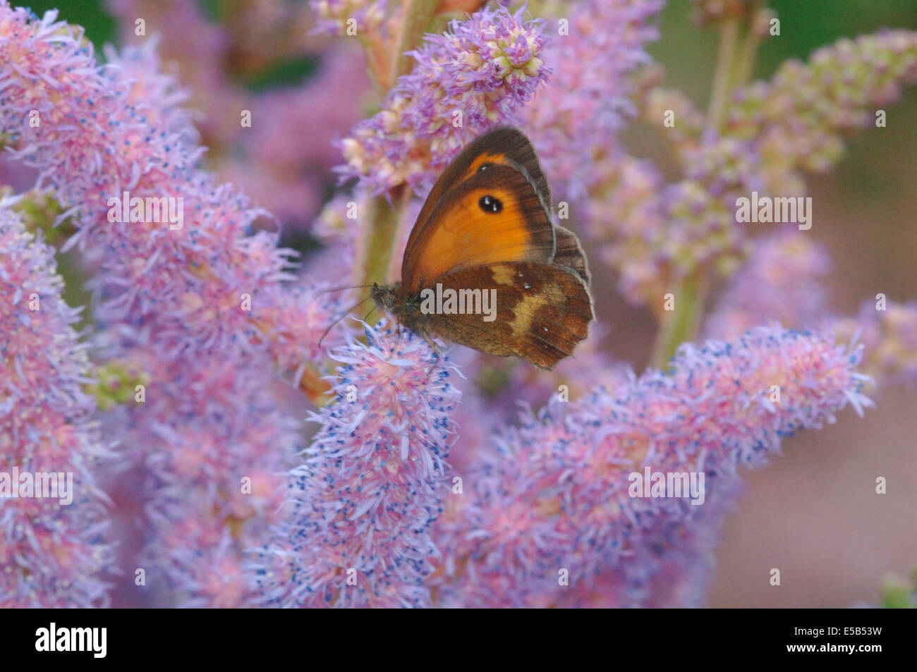 Gatekeeper Butterfly On Astilbe Flowers.(Pyronia tithonus) Stock Photo