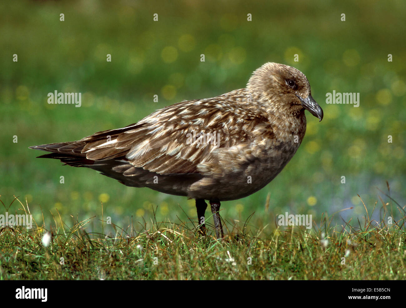 Great Skua Stercorarius skua Stock Photo