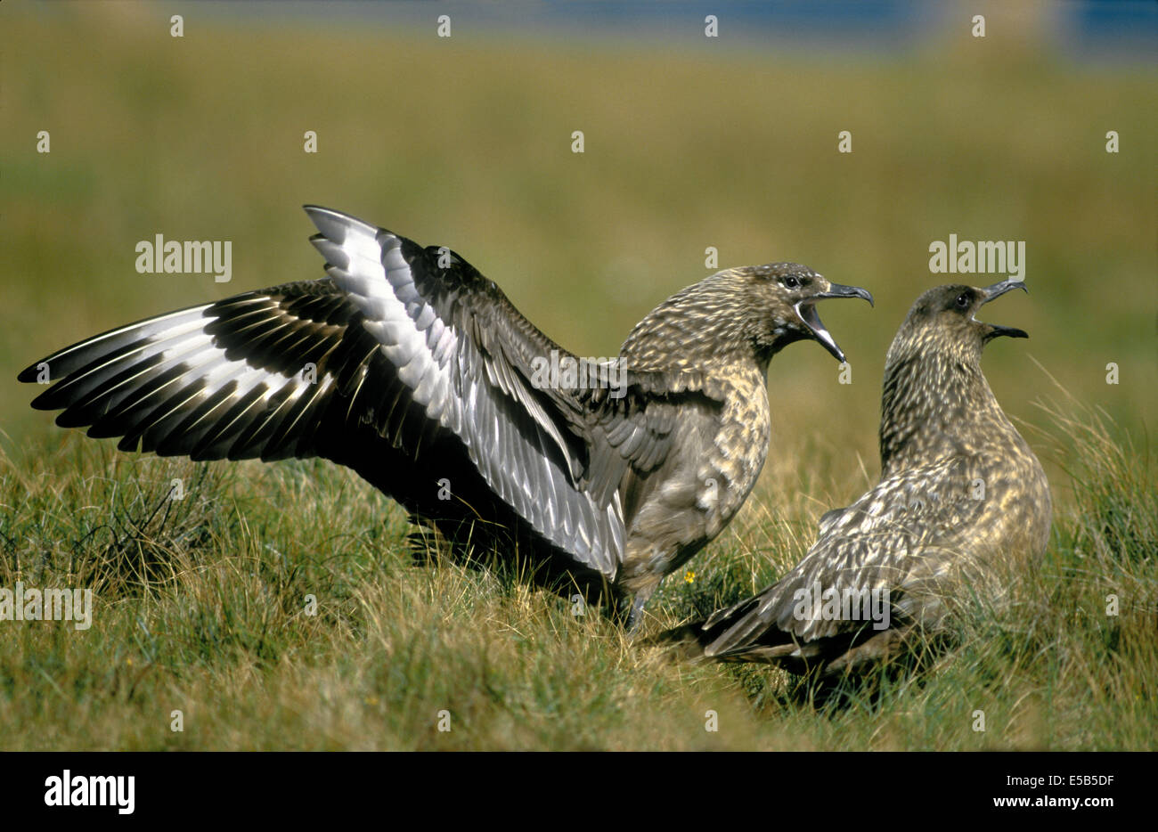 Great Skua Stercorarius skua Stock Photo