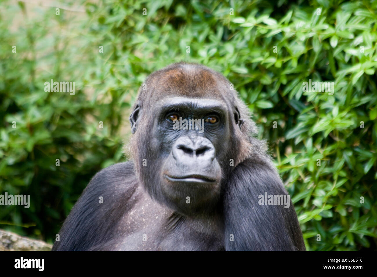 Adult gorilla Stock Photo