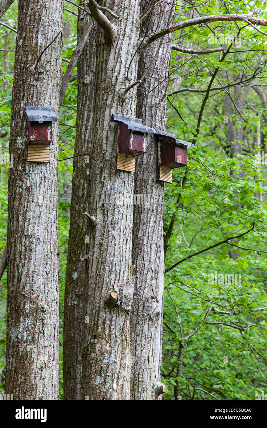 Bat boxes on trees in a Sussex wood Stock Photo Alamy