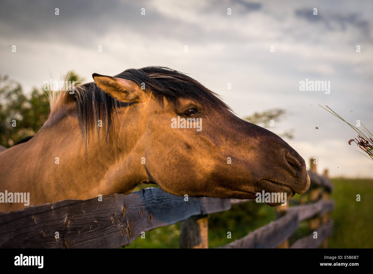 Horse chewing fence hires stock photography and images Alamy