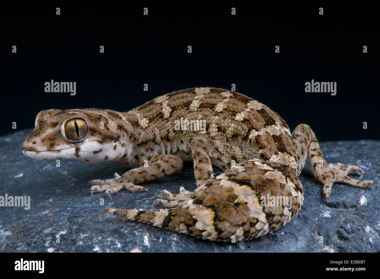 2000g Reptile Digital Scale – Groveland Gecko