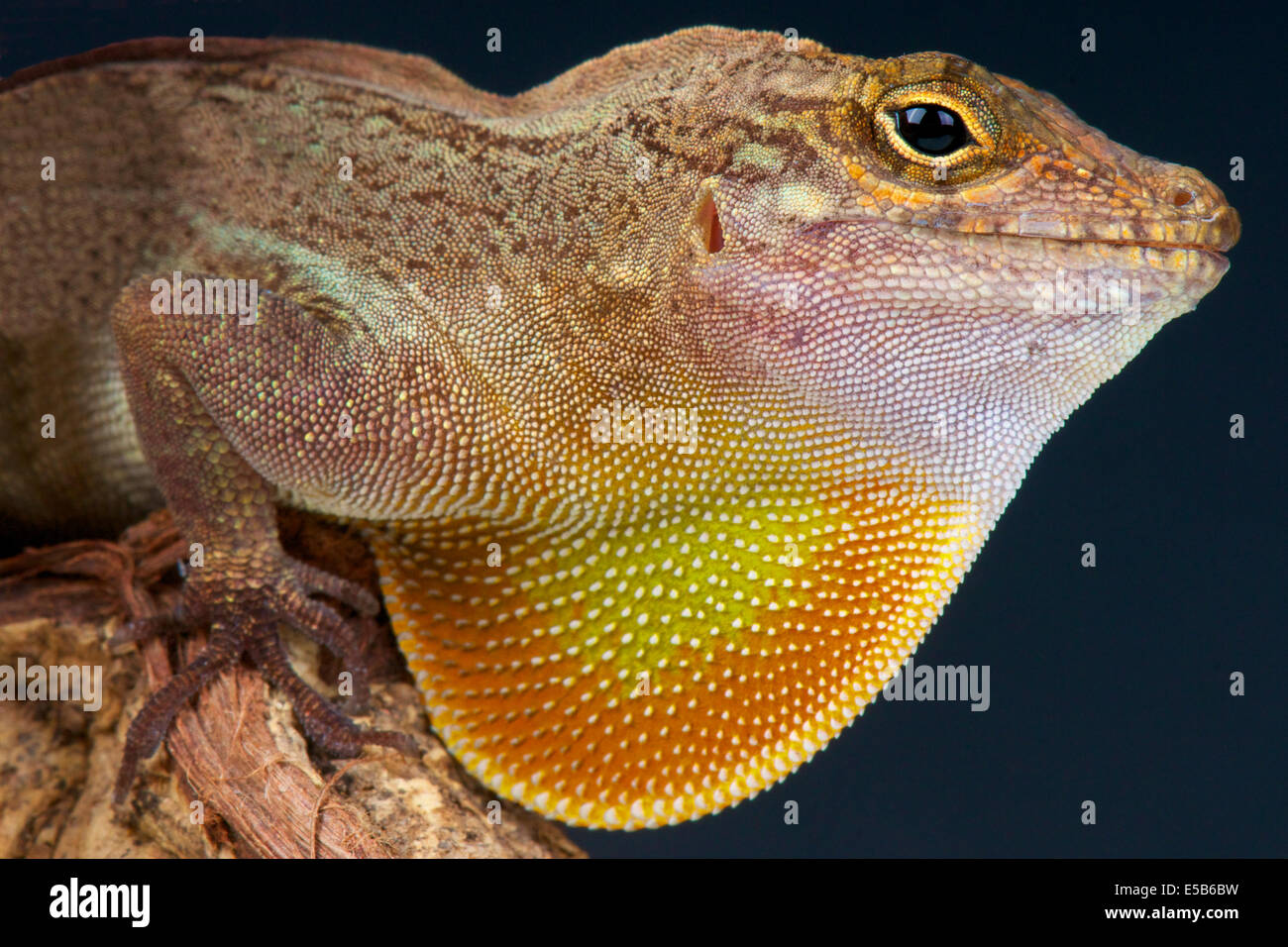 Brown Anole / Anolis sagrei Stock Photo